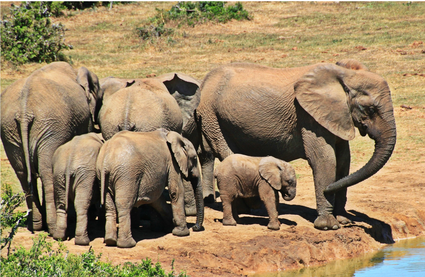 AFRICA 
